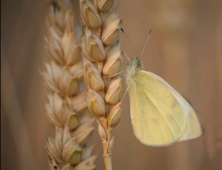 Small cabbage white on an ear of wheat