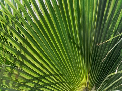 Palm light