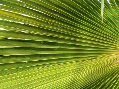 green lines