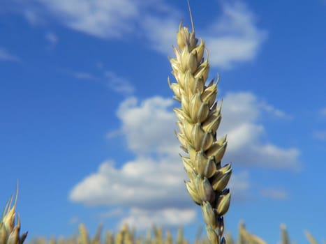 Crop
