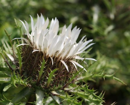 Silver thistle...