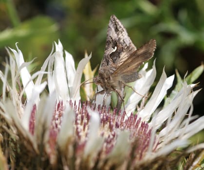 ... unfortunately I don't know the correct name for this moth. to me it looks like a moth.... but... I have absolutely no idea!!!!