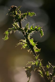 Cirsium arvense