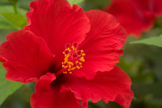 Red hibiscus
