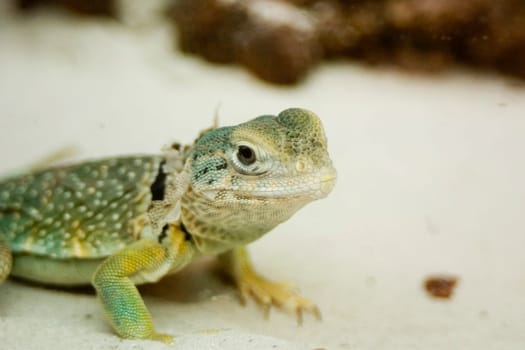 Collared iguana