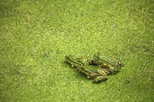 Green bouncers on green duckweed