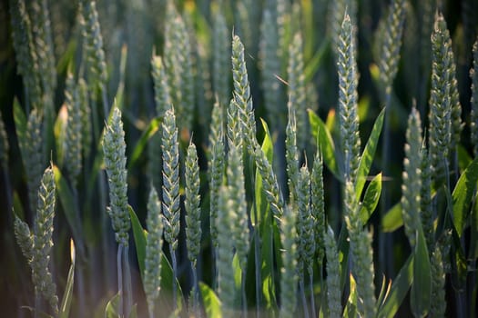 Ears of wheat that are still unripe