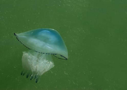 Jellyfish