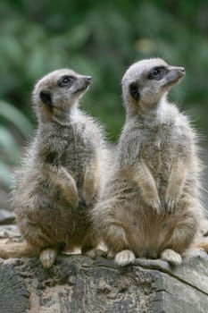 Cute but dangerous predators