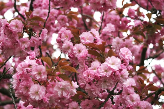 Sea of flowers