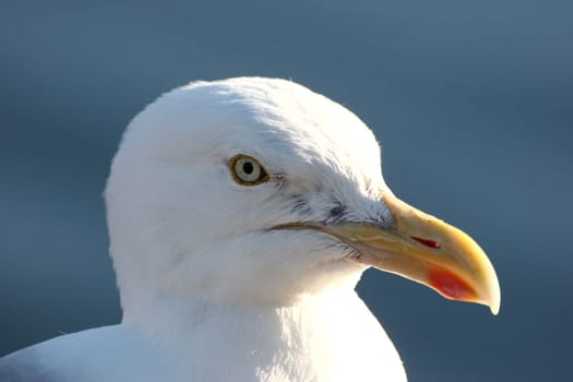 Herring gull