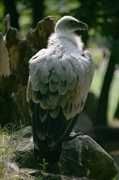 fulvus