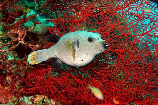 FAN CORAL WITH PUFFER FISH