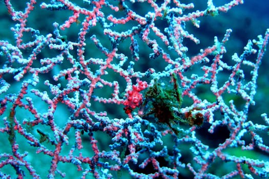 I photographed this pygmy seahorse,which is only about 10 mm in size,in North Bali near Tulamben. There is the wreck of the Liberty. In the case of seahorses,the males give birth to the young! If you look closely,you will discover small,black dots. That's what it is