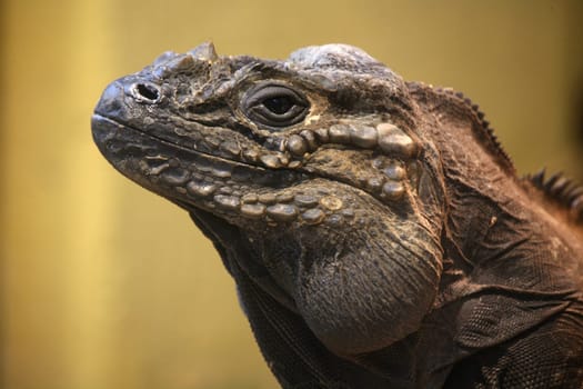Portrait of a rhinoceros iguana