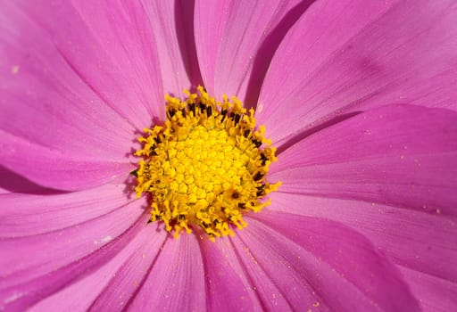 Cosmea