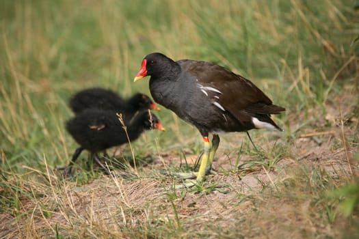 The name "pond rail"" is actually more correct,as this bird is a typical representative of the rails"