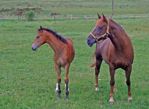 Horses