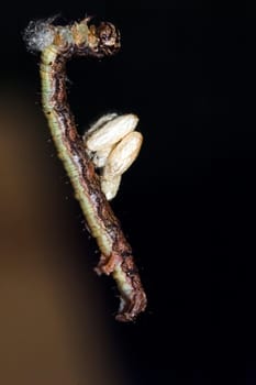 This caterpillar (unfortunately I don't know which one exactly) has climbed up a tall tree on a silk thread - using its mouth - putting the thread together into a ball... Very funny.