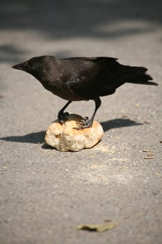 Crippled jackdaw with captured bread roll