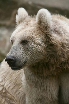 Syrian brown bear