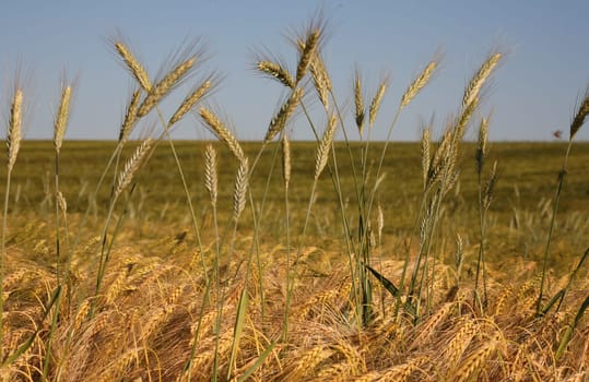 Ears of rye in a barley field