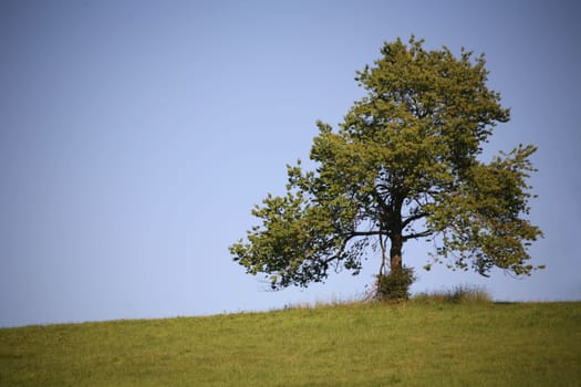 Solitary tree personality