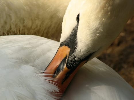Feather reading
