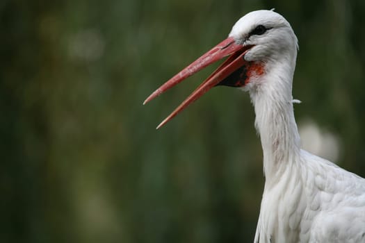 Ciconia ciconia