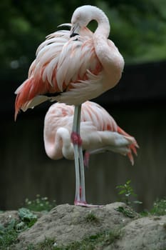 Pink flamingos