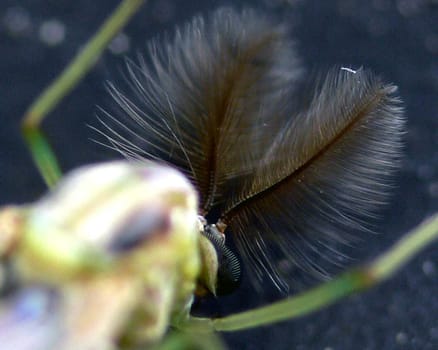 Unfortunately,I can't say what kind of mosquito it is