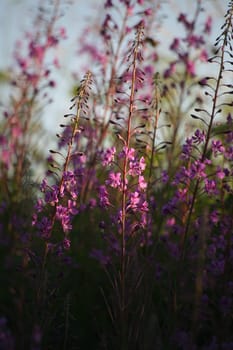 Narrow-leaved fireweed (Epilobium angustifolium)