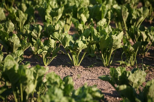 Sugar beet cultivation