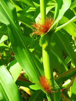Corn