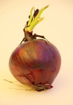 Vegetable onion
