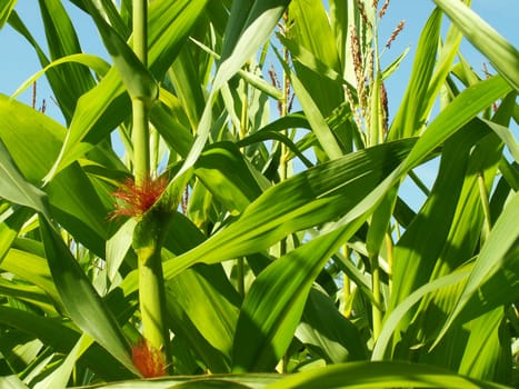 Cornfield