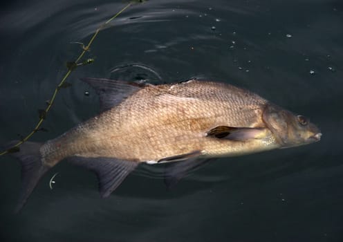 who knows this fish ? he was swimming in the Aare,looked like dead,when we wanted to fish him out,he swam away in a flash....
