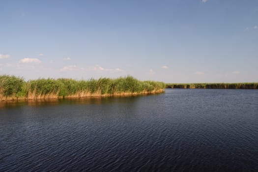 reeds 2