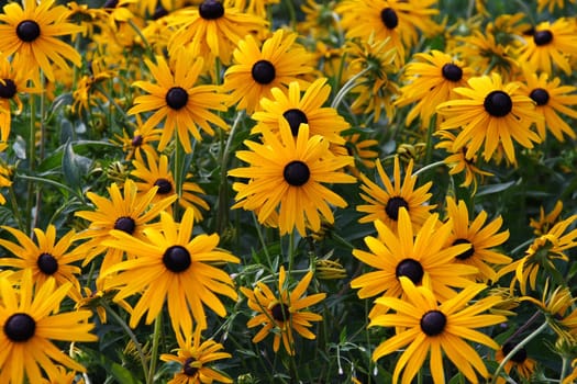 Coneflower