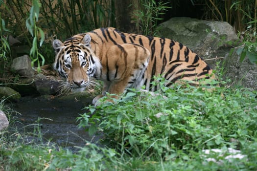 Siberian tiger