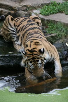 Siberian tiger