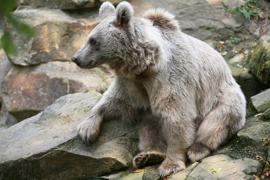 Syrian brown bear