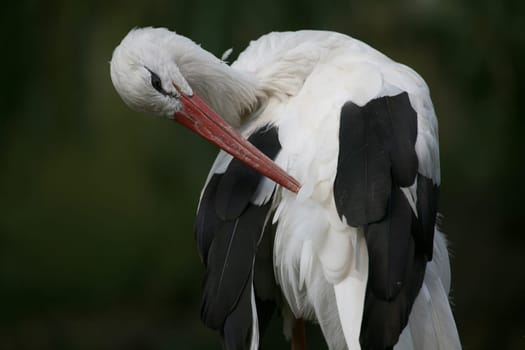 Ciconia ciconia
