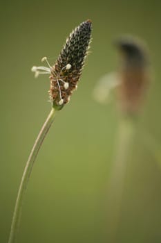 Plantago lanceolata