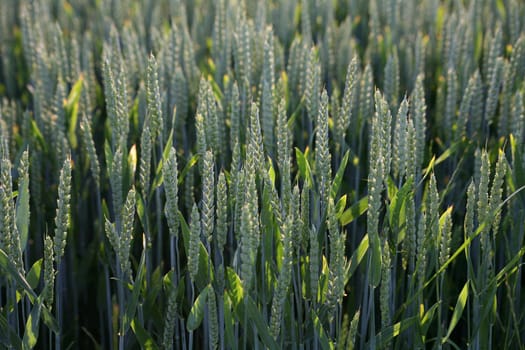 Ears of wheat that are still unripe
