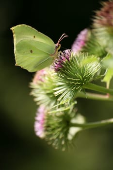 Gonepteryx rhamni on a thistle