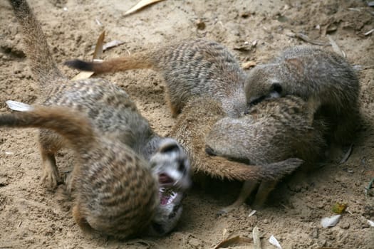 Meerkat swarm