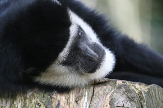 Colobus guereza