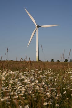 Wind turbine in front of blue sky with flower meadow