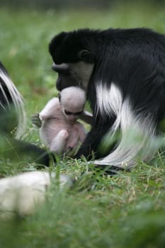 Monkey family with newborn
